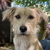 Dibala, geb. ca. 03/2024, 56472 Hof, Hündin zur Adoption