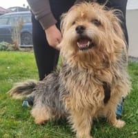 Lumpi, trauert im Tierheim sehr, Hund zur Adoption