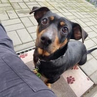 Babsi, freundliche Dackeldame, Hündin zur Adoption