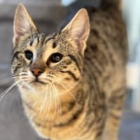 Verspielter und verschmuster Schnurrbert, Kater zur Adoption