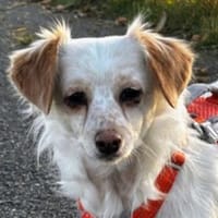 Rebell, geb 03/23, 79576 Weil am Rhein, Hündin zur Adoption