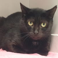 CAIPIRHINA CHA, chatte à adopter