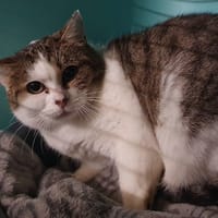 BRINDILLE CHA, chatte à adopter