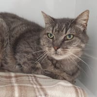 BABY CHA, chatte à adopter