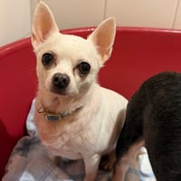 Peper, chien à adopter