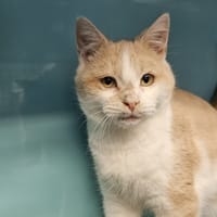 Willow, chat à adopter