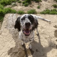 SILVER, chien à adopter