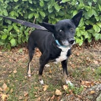 FEDOROVNA, chienne à adopter