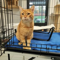 WOOKIE, chat à adopter