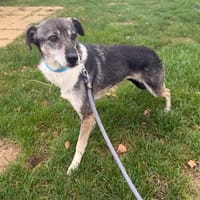 MILOCHKA, chienne à adopter