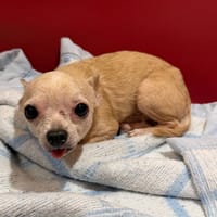 Traqueur, chien à adopter