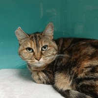 BREE, chatte à adopter