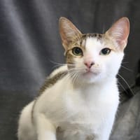 MINA HAB17399, chatte à adopter