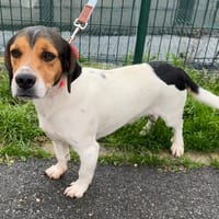 SIMBA HAA24659, chien à adopter