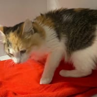 CLARA, chatte à adopter
