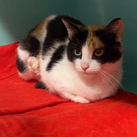 BRICETTE, chatte à adopter