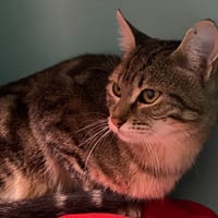 TOULOUSE, chatte à adopter