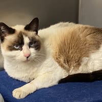 SI-AM, chatte à adopter