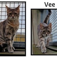 VEE réservée, chatte à adopter
