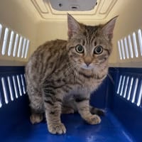 CHIPSTER, chat à adopter