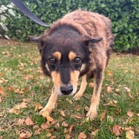 DIK, chien à adopter