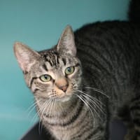 WANDA HAB17434, chatte à adopter
