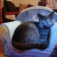 ROMEO PAB27778, chat à adopter