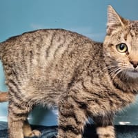 Lara, chatte à adopter