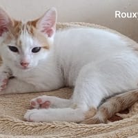 ROUXY, chat à adopter