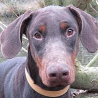 TACHA, chienne à adopter