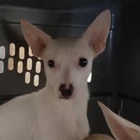 DEBBIE QCN, chienne à adopter