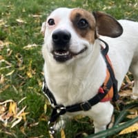 OAA19892 PAUPIETTE, chienne à adopter