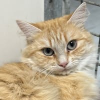 P'TIT FANTOME (réservée), chatte à adopter