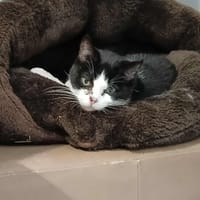 THALYS, chatte à adopter