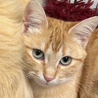 CHAKOLANTERN (réservé), chat à adopter