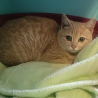 PONPON, chat à adopter