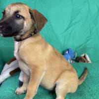 Bahmince, chien à adopter