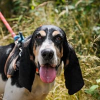 RINA HAA24664, chienne à adopter