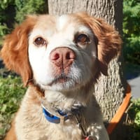 Juno, chien à adopter