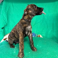 Bavure, chien à adopter