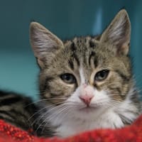 Douille, chat à adopter