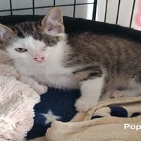 POPPY, chat à adopter