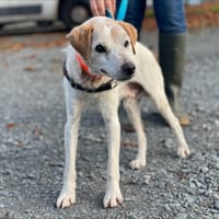 FLASH, chien à adopter