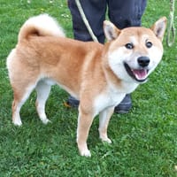 Volt, chien à adopter