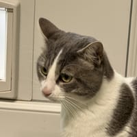 TICO, chat à adopter