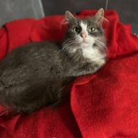 LUCIOLE, chatte à adopter