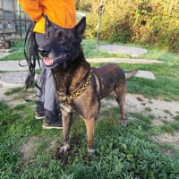 OCHO VAA, chien à adopter