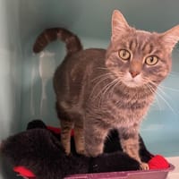 Puce, chatte à adopter