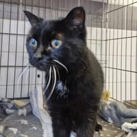 MALAWI, chatte à adopter