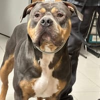 KYSER, chien à adopter